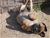 Aristotele - Triola Cane Corso